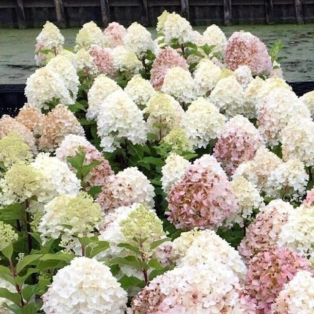 gortenziya sugar rush metelchataya