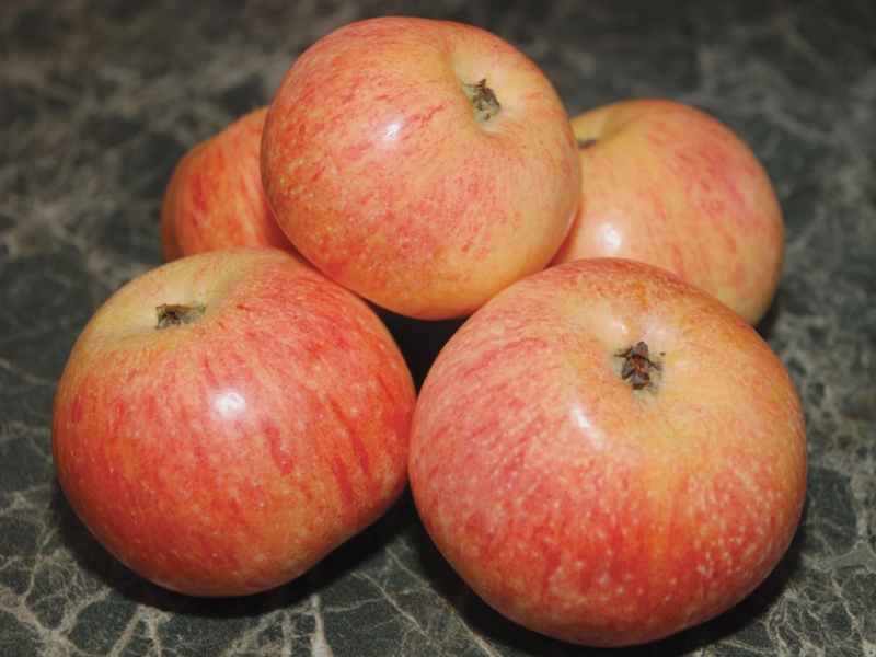 Яблоня Конфетное (летняя) C5