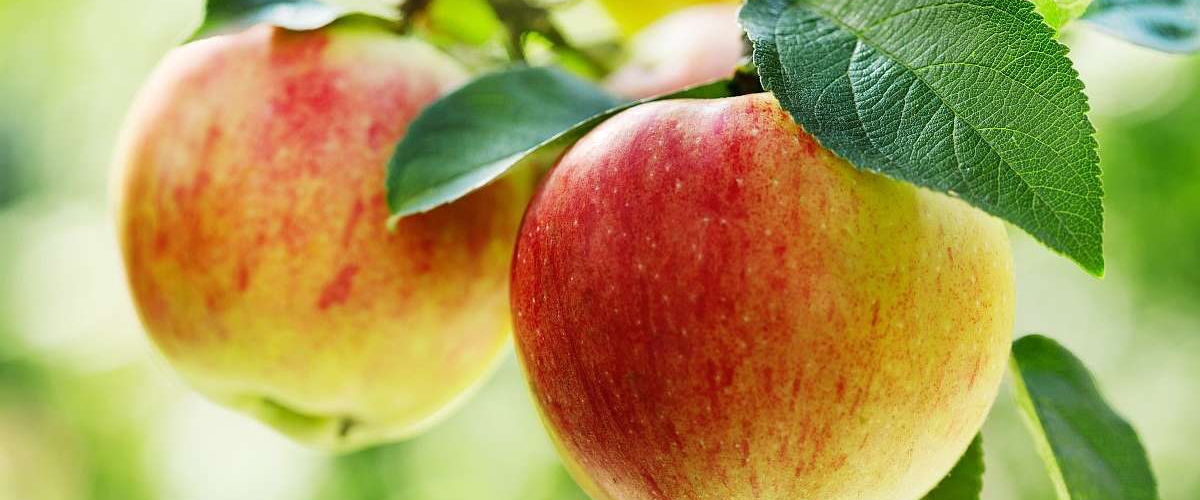 Плодовые крупномеры- урожай сразу!