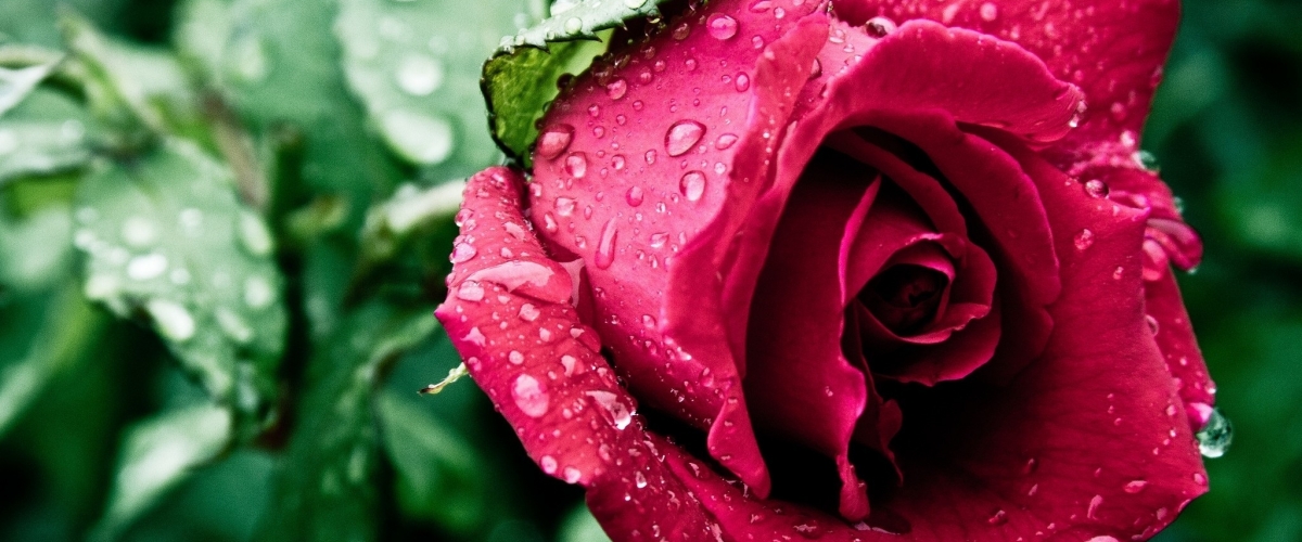 Скидка -20% на весь ассортимент роз