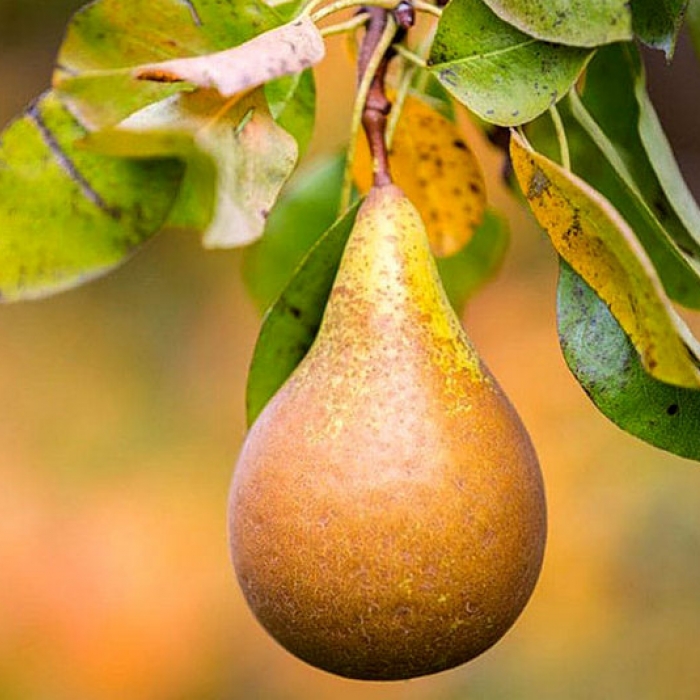 Новое поступление плодовых деревьев и кустарников