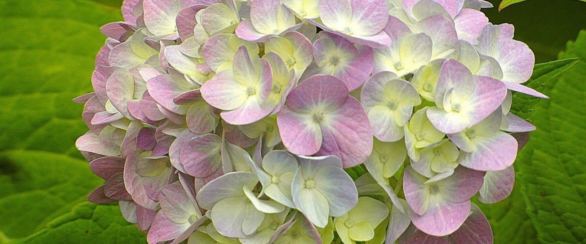 Уникальная акция - БАЗАРНЫЙ МЕСЯЦ в садовом центре 