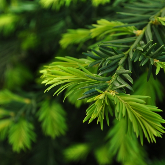 Скидка -60% на хвойные!