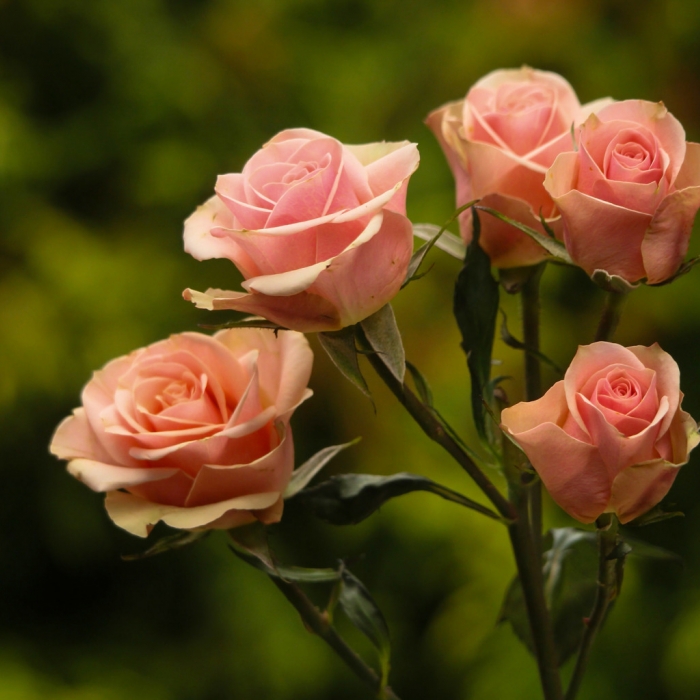 Новое поступление роз.