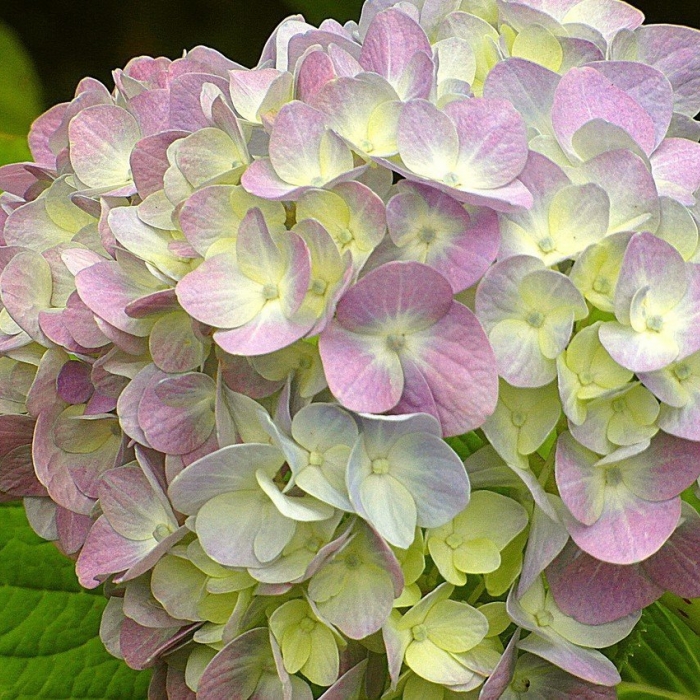 Уникальная акция - БАЗАРНЫЙ МЕСЯЦ в садовом центре 