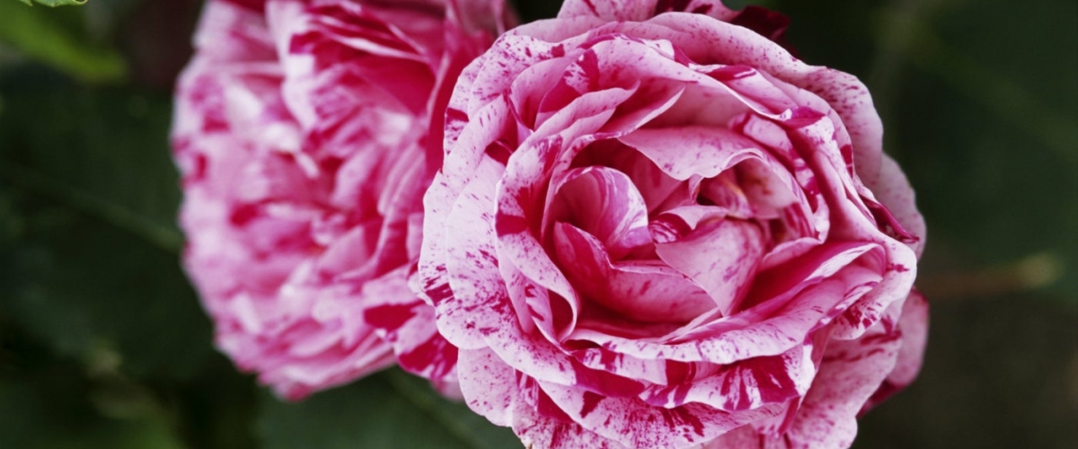 Новое поступление роз.