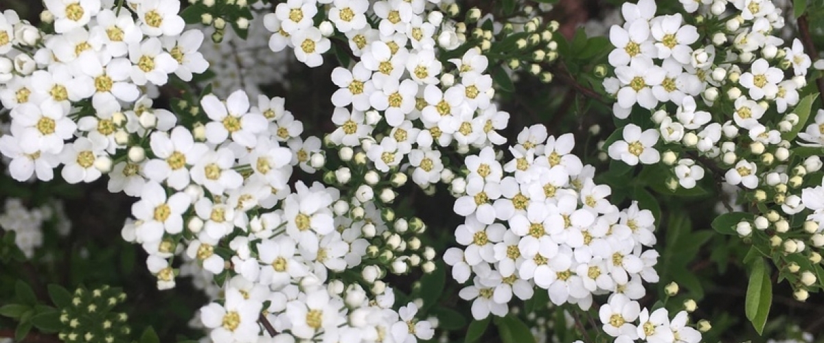 -30% на декоративно-лиственные кустарники!