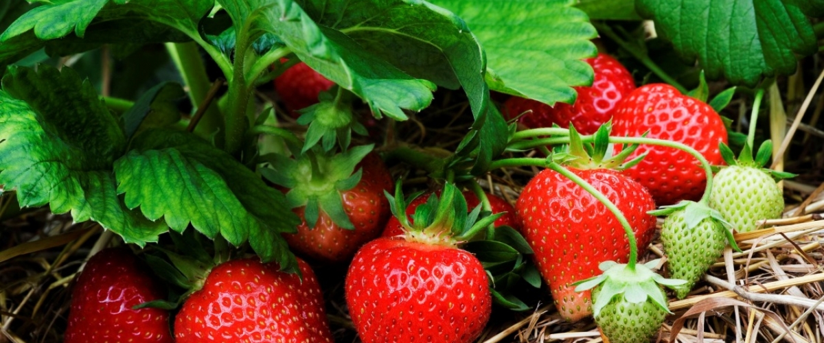 Поступление земляники садовой.
