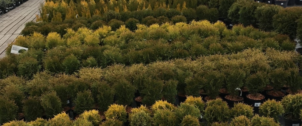 Новый сезон 2021