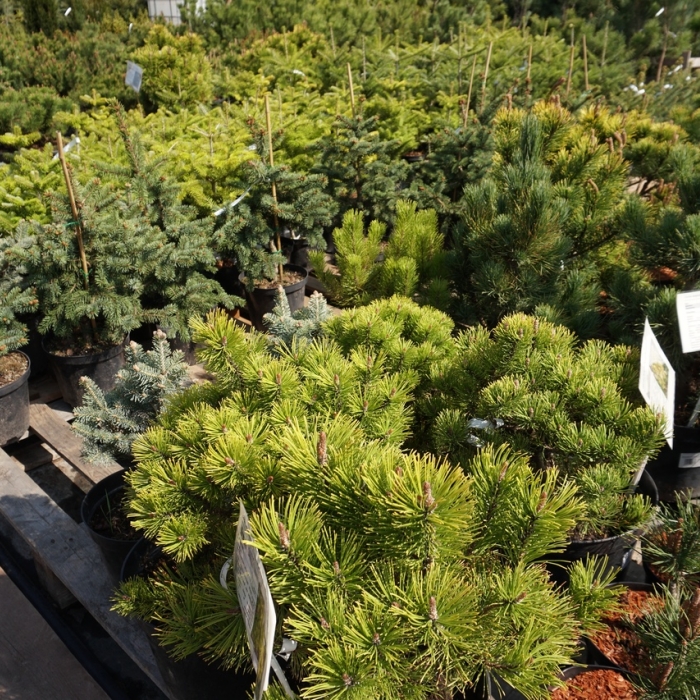 Новый сезон 2021