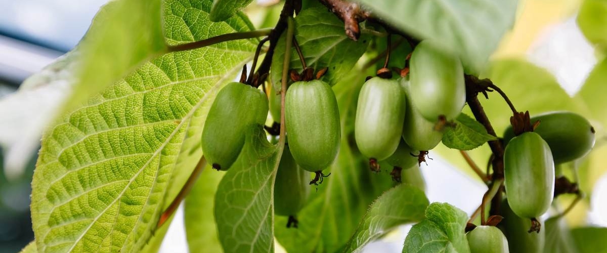 В продажу поступили саженцы актинидии.