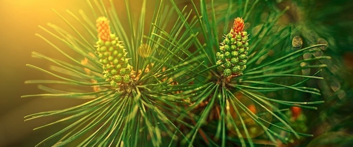 -35% на весь ассортимент растений