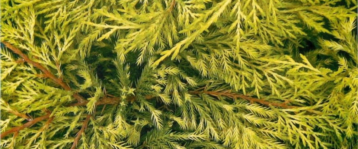 Новинки ассортимента.