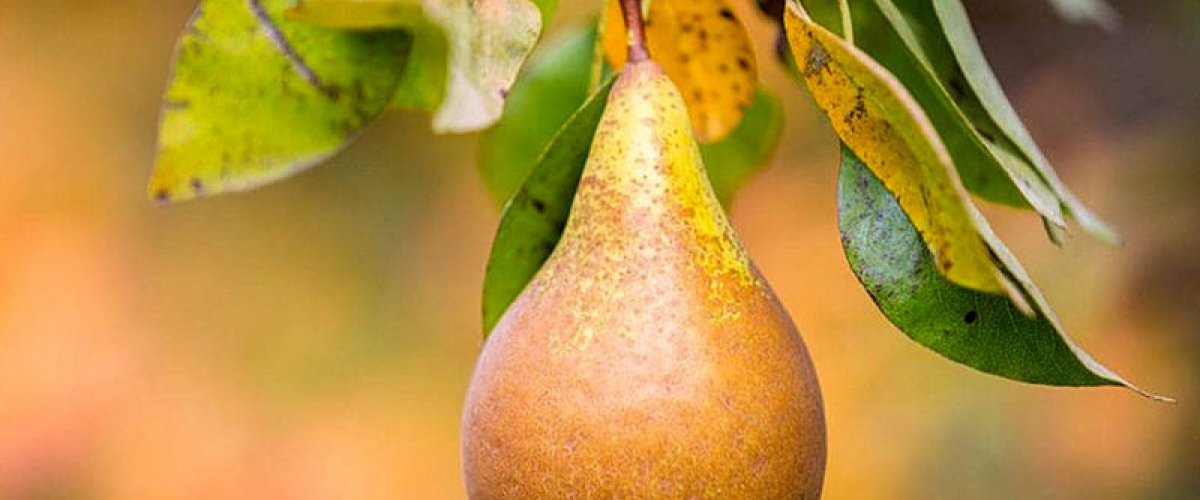 Новое поступление плодовых деревьев и кустарников