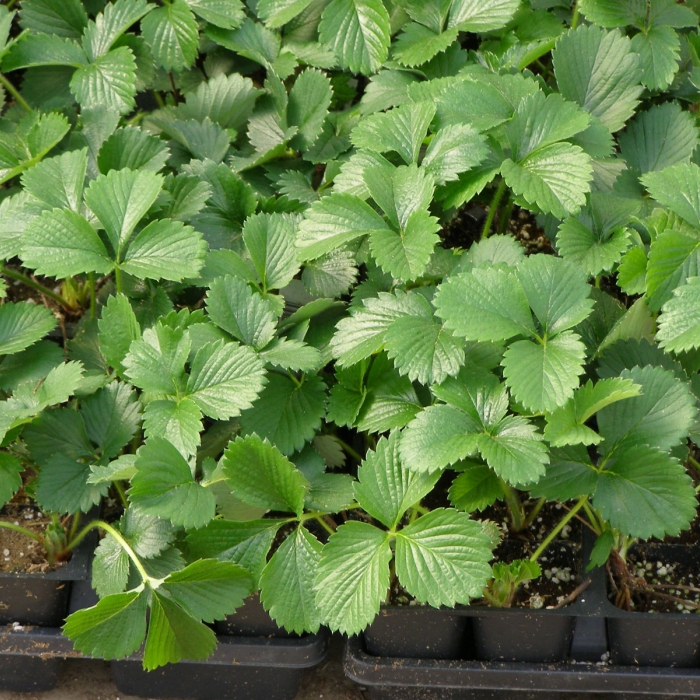 Поступление земляники садовой.