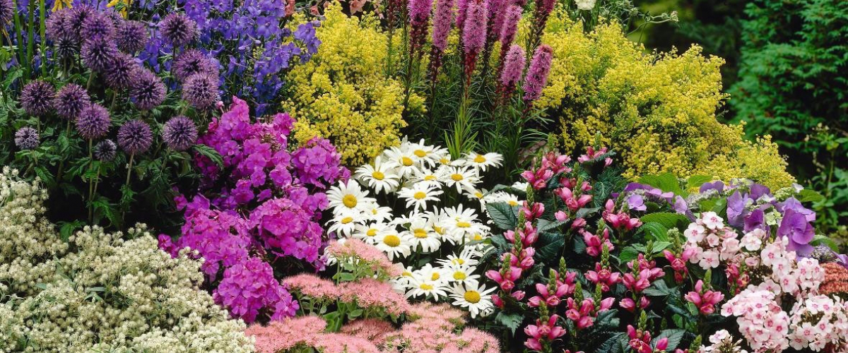 -20% на все травянистые многолетники