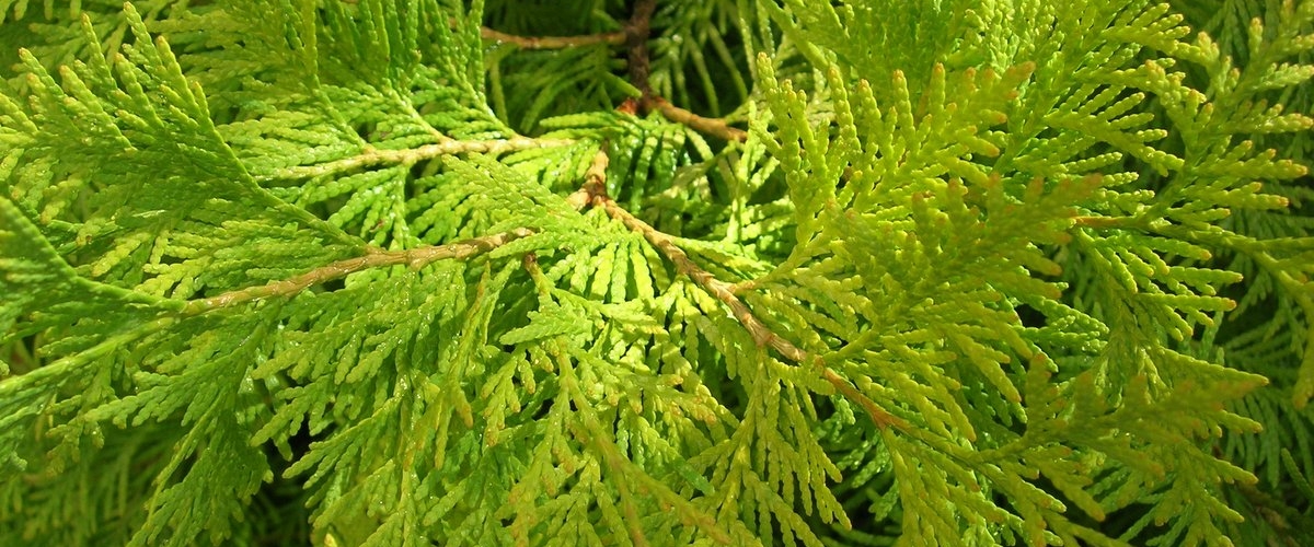 Скидка 20% на туи*