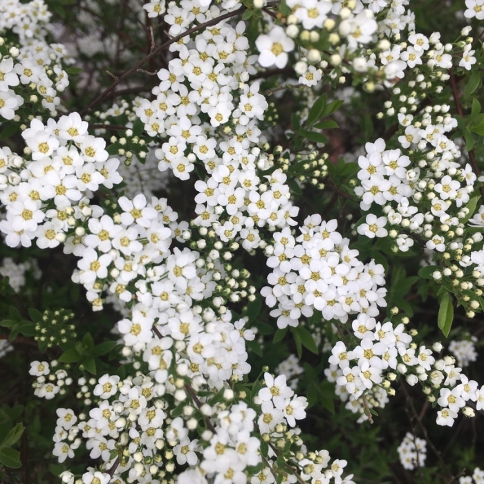 -30% на декоративно-лиственные кустарники!