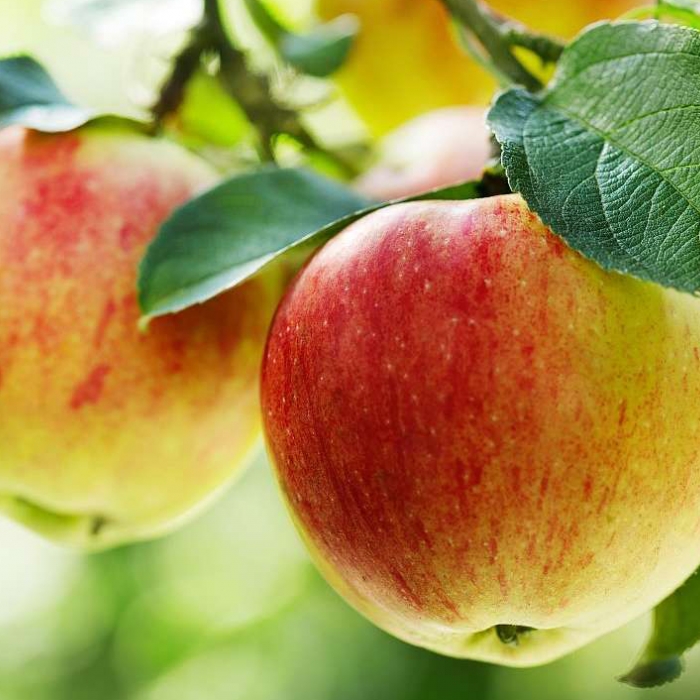 Плодовые крупномеры- урожай сразу!