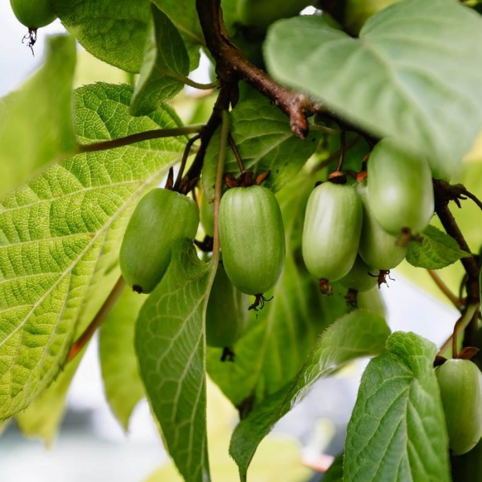 В продажу поступили саженцы актинидии.