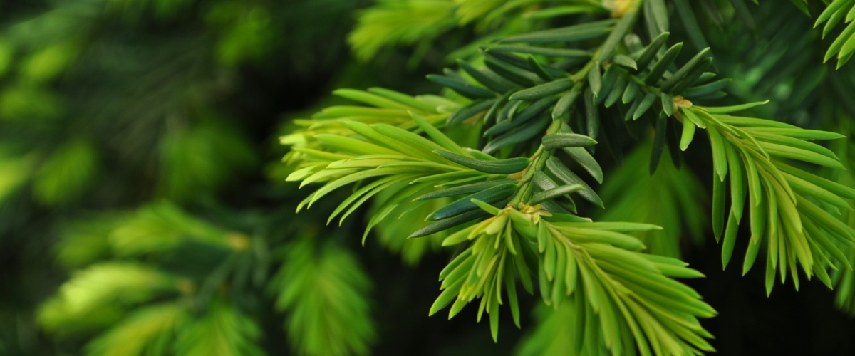 Скидка -60% на хвойные!